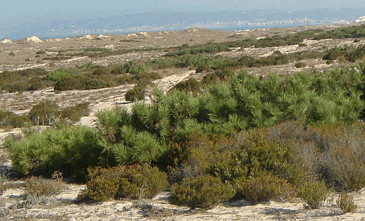 Costa de Lavos